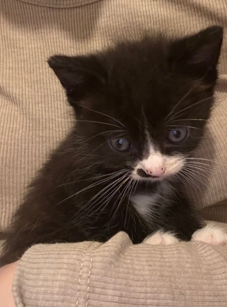 Kittens 