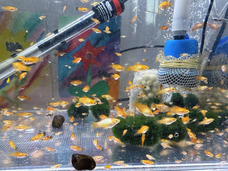 Small platys and Guppys for sale £1 each-Fish only