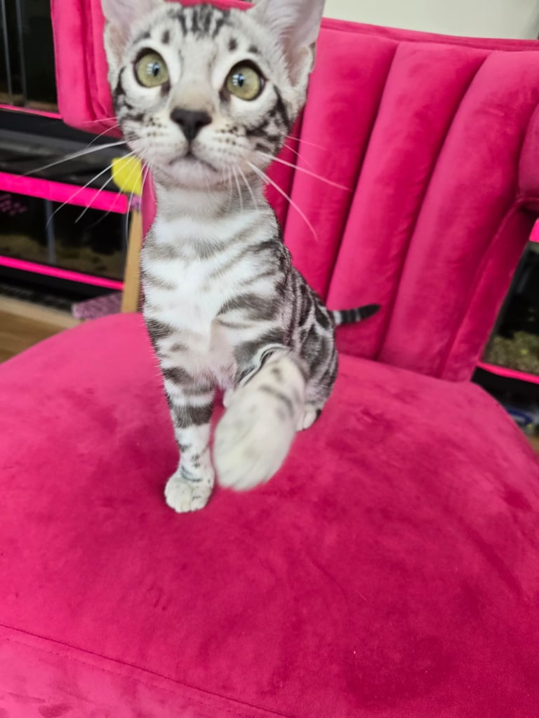 Exquisite Tica reg Bengal Kittens ***READY NOW****