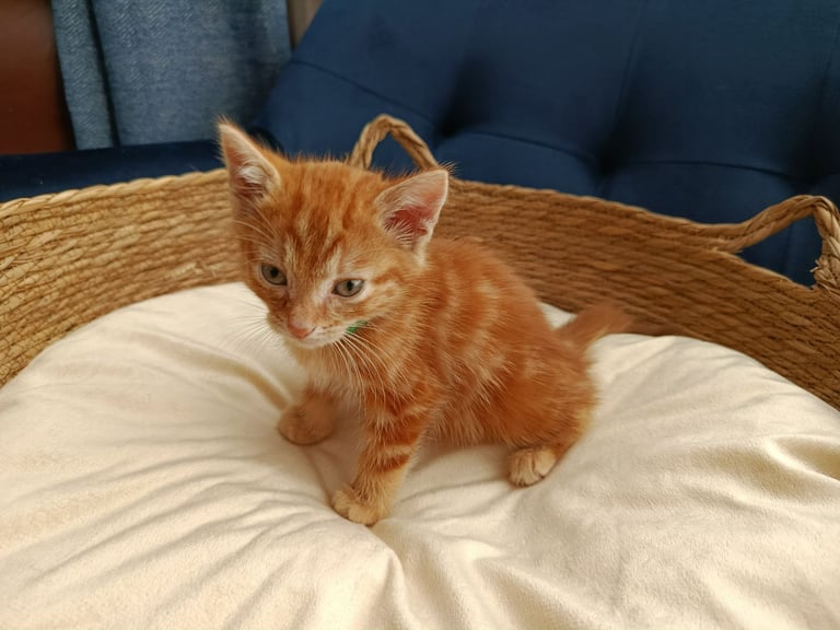 Adorable Kittens - domestic shorthair