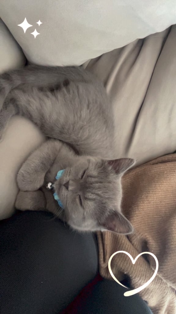 image for British Short Hair Beautiful grey kitten 