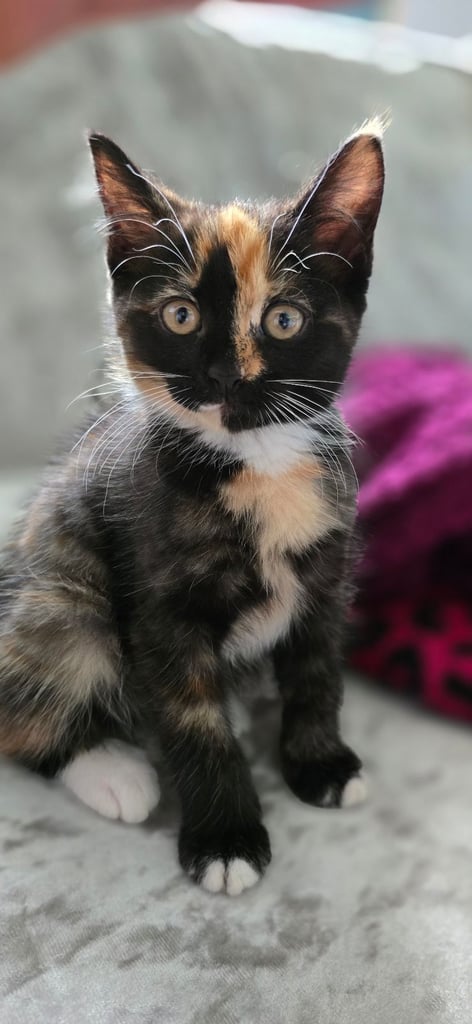 Rehome girl kitten 