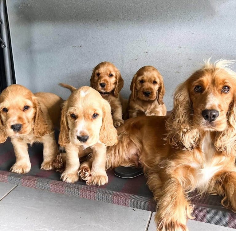 Cocker spaniel puppies 