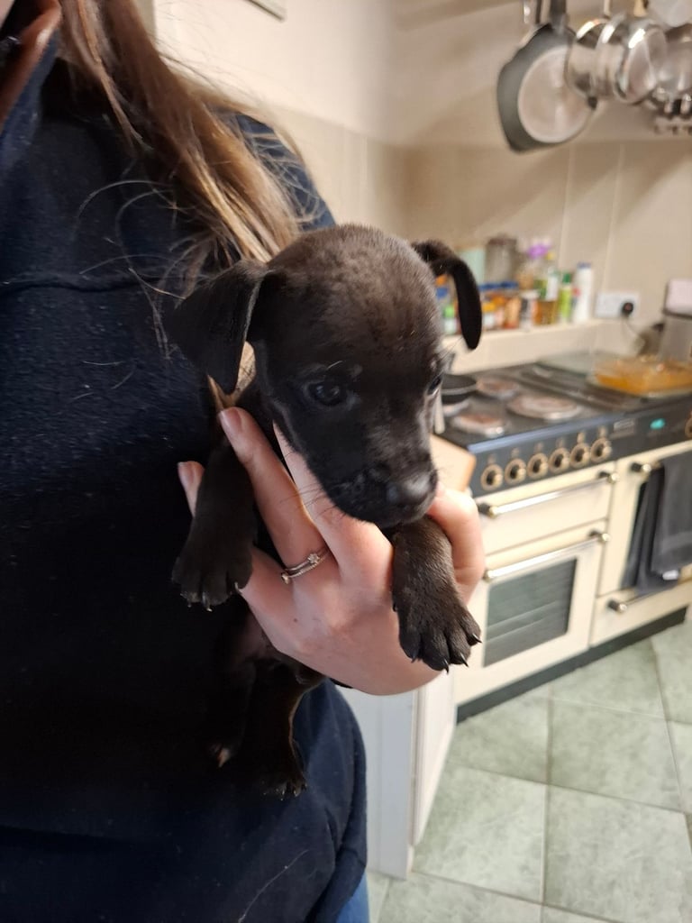 Patterdale Terrier Male puppy