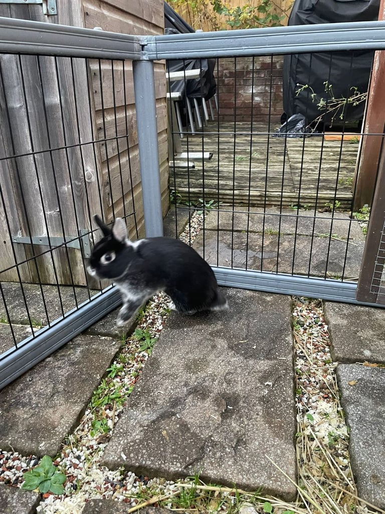 Netherland Dwarf Rabbit, including cage 