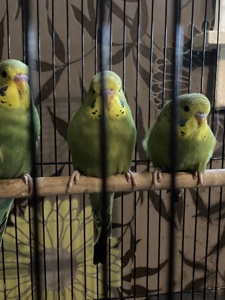 Baby budgies 8 week old 