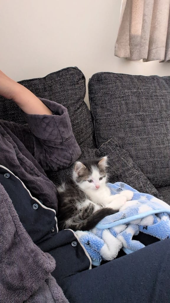 8 week kitten comes with everything 