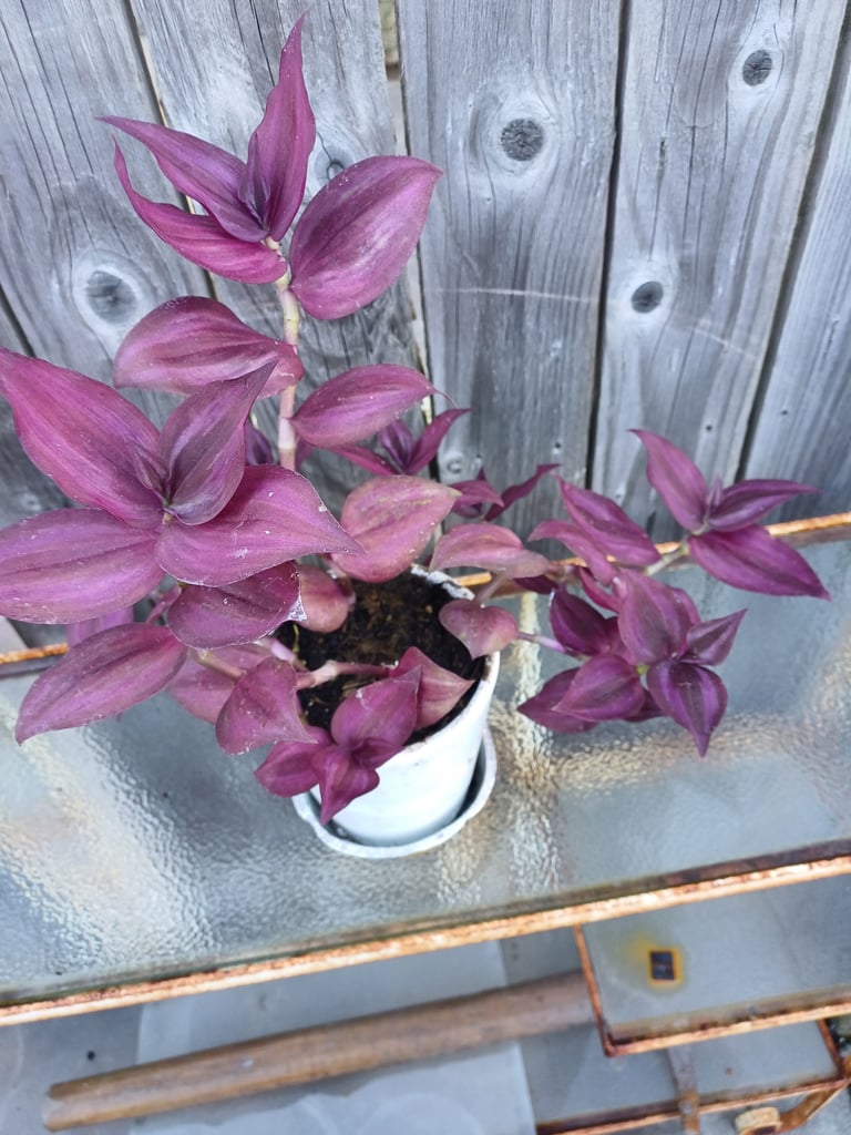 Rare Tradescantia  Dark Disere.Indoor Plant 
