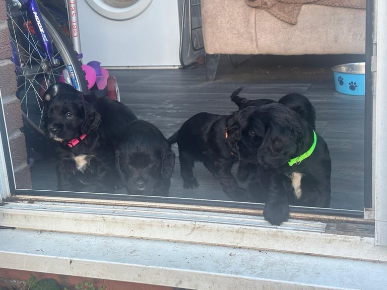 Beautiful cocker spaniels 
