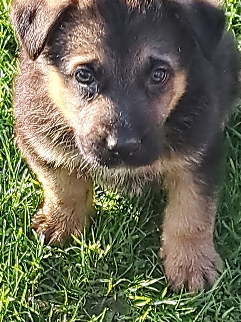 German shepherd pups 
