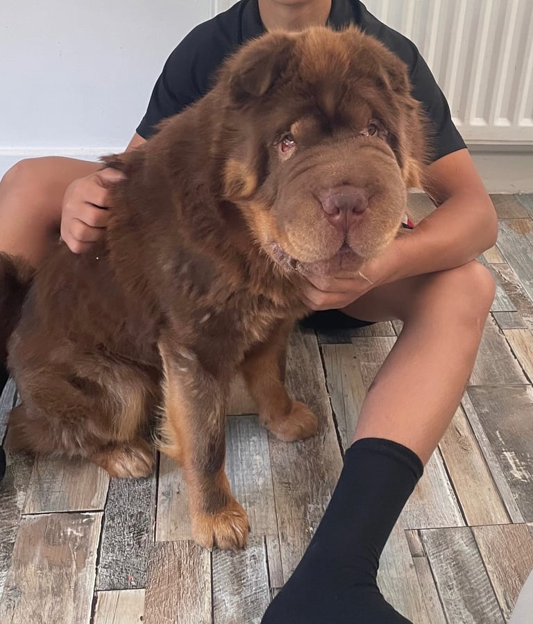 image for Bear coat Shar Pei