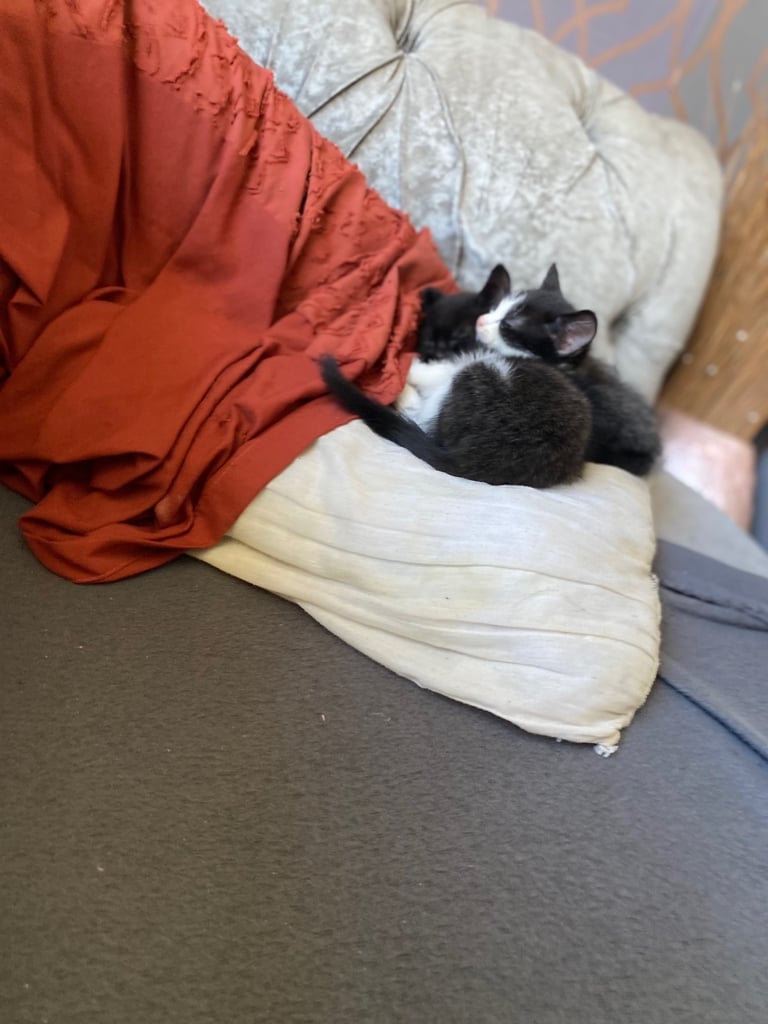  Beautiful fluffy kittens 