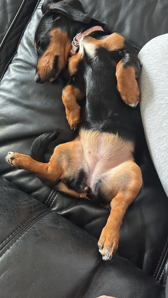 Female Dachshund 
