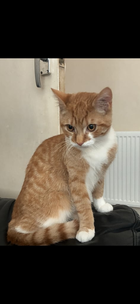 6 month old kitten for sale 