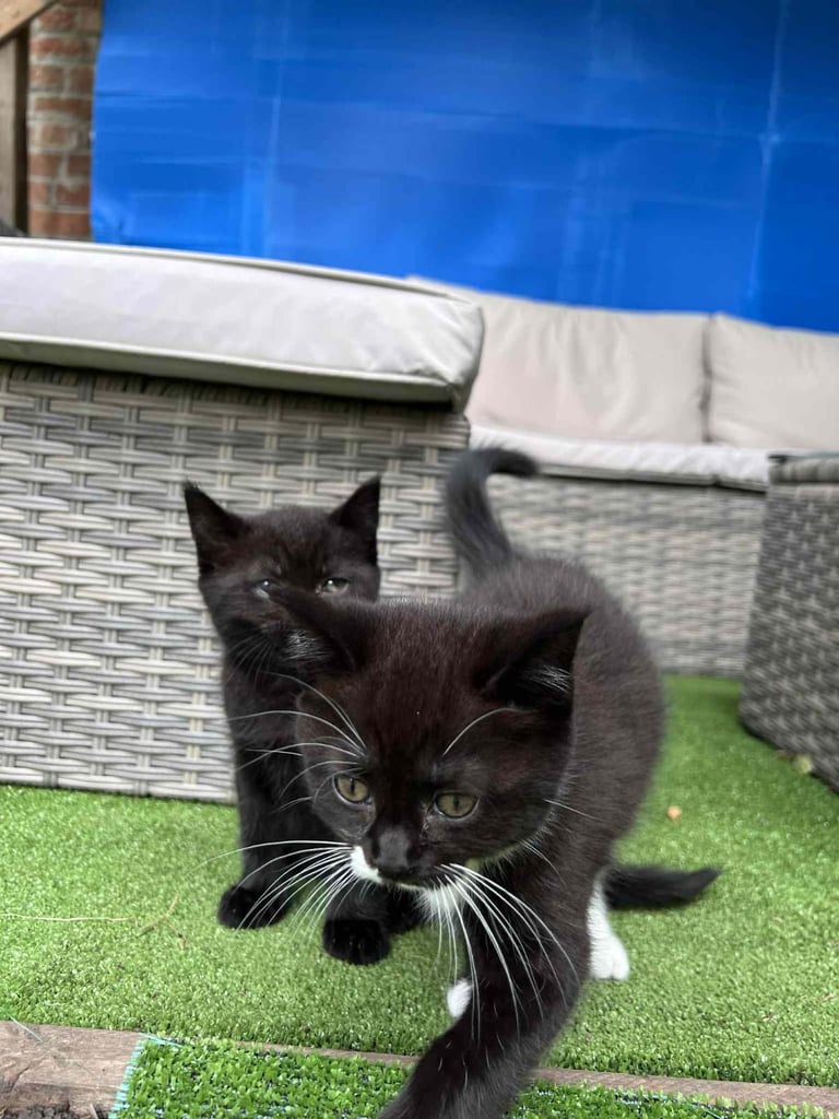 Adorable baby Kittens 