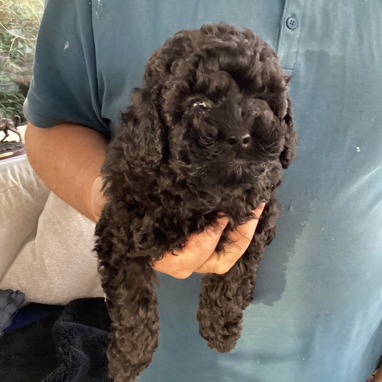 Poodle puppies 