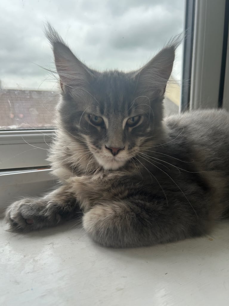 Male maine coon kitten 