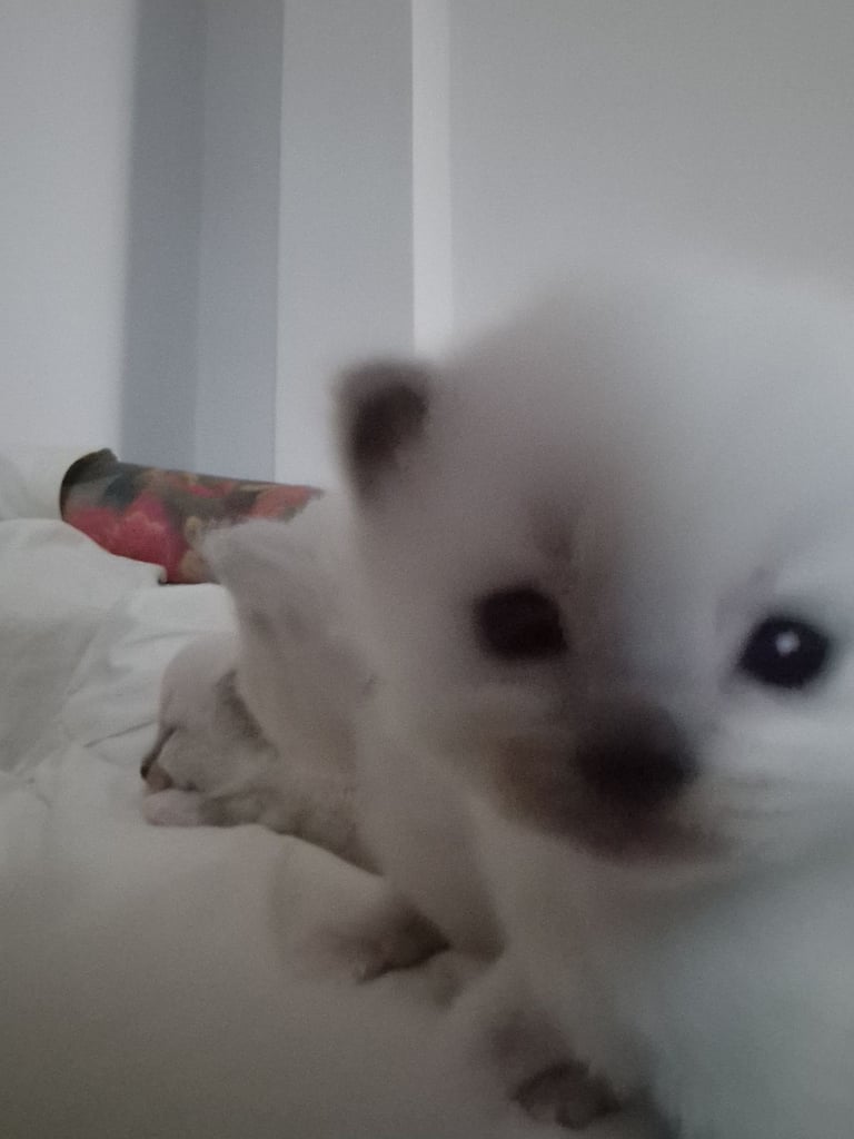Ragdoll kittens