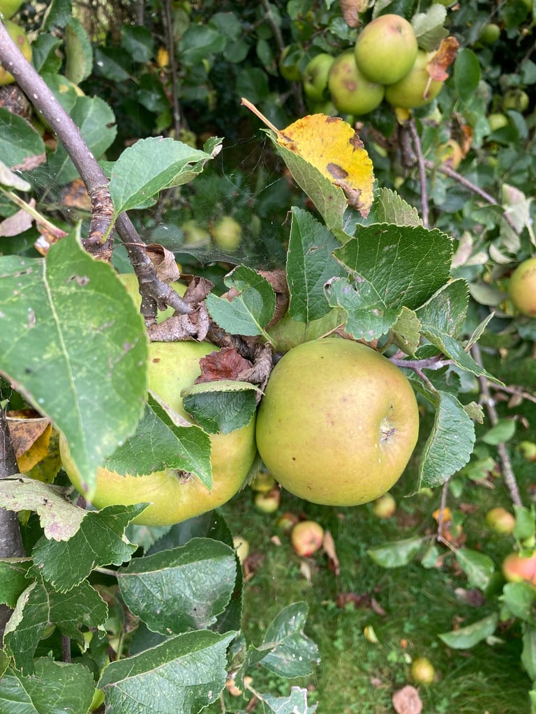 Apples for your Animals or Baking 
