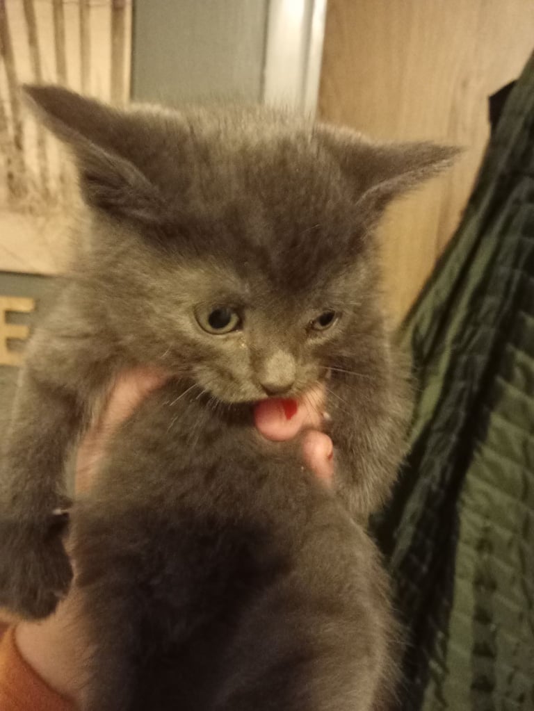 1 tabby boy and grey girl kittens 