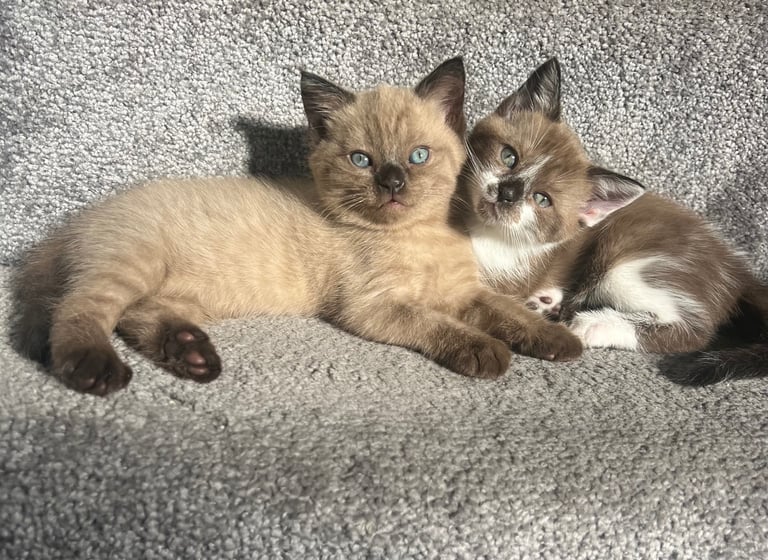 Ragdoll kittens £500-£750