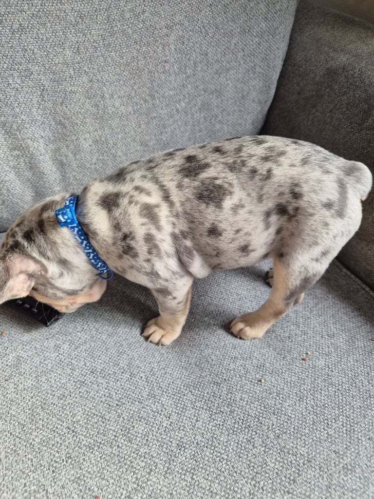 French bulldog 