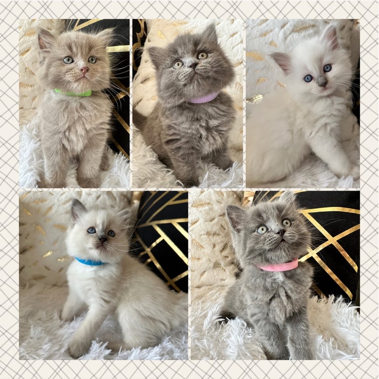 Beautiful Fluffy Ragdoll X British Shorthair Kittens
