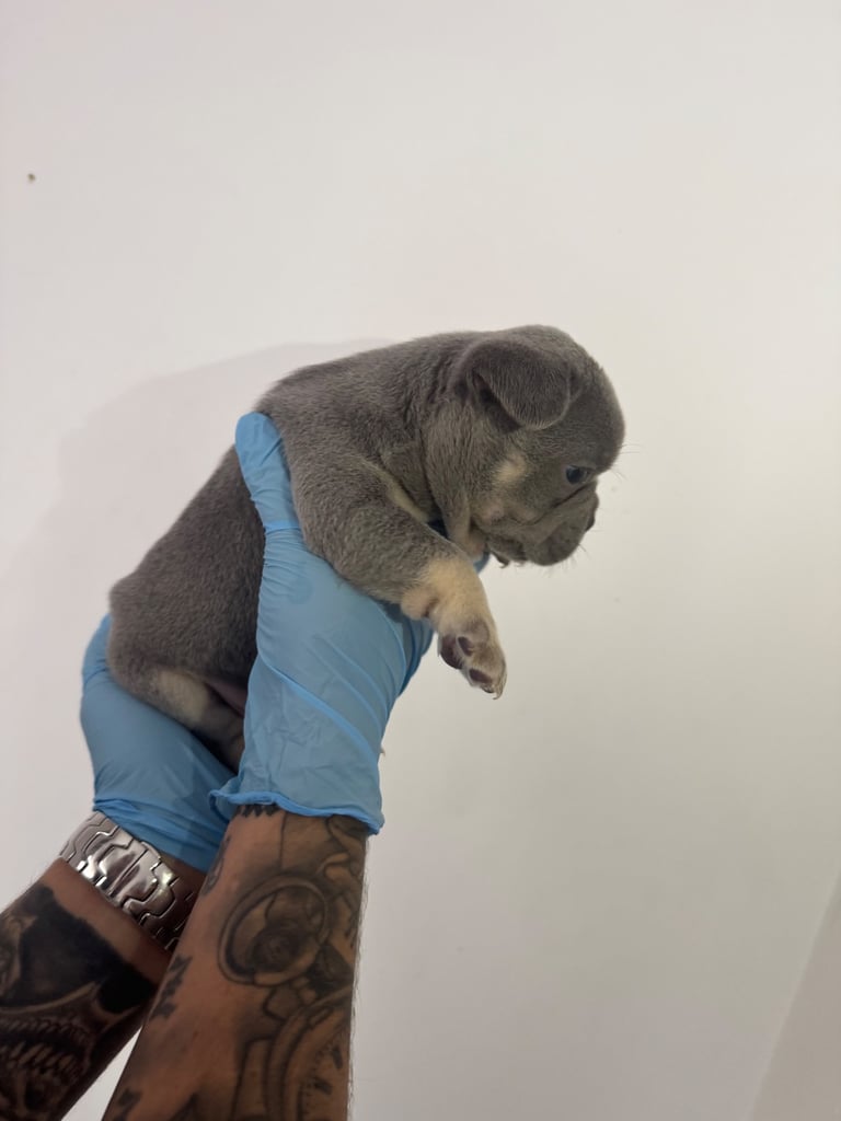Fluffy/fluffy carrier French bulldogs 