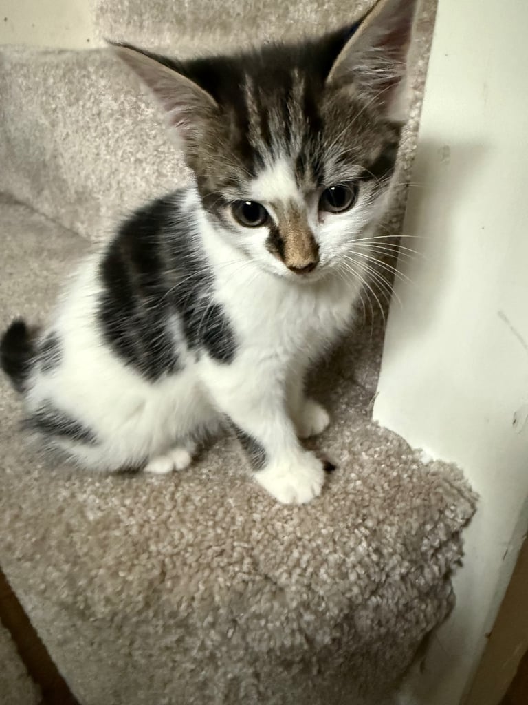 Cute 8 week old kitten