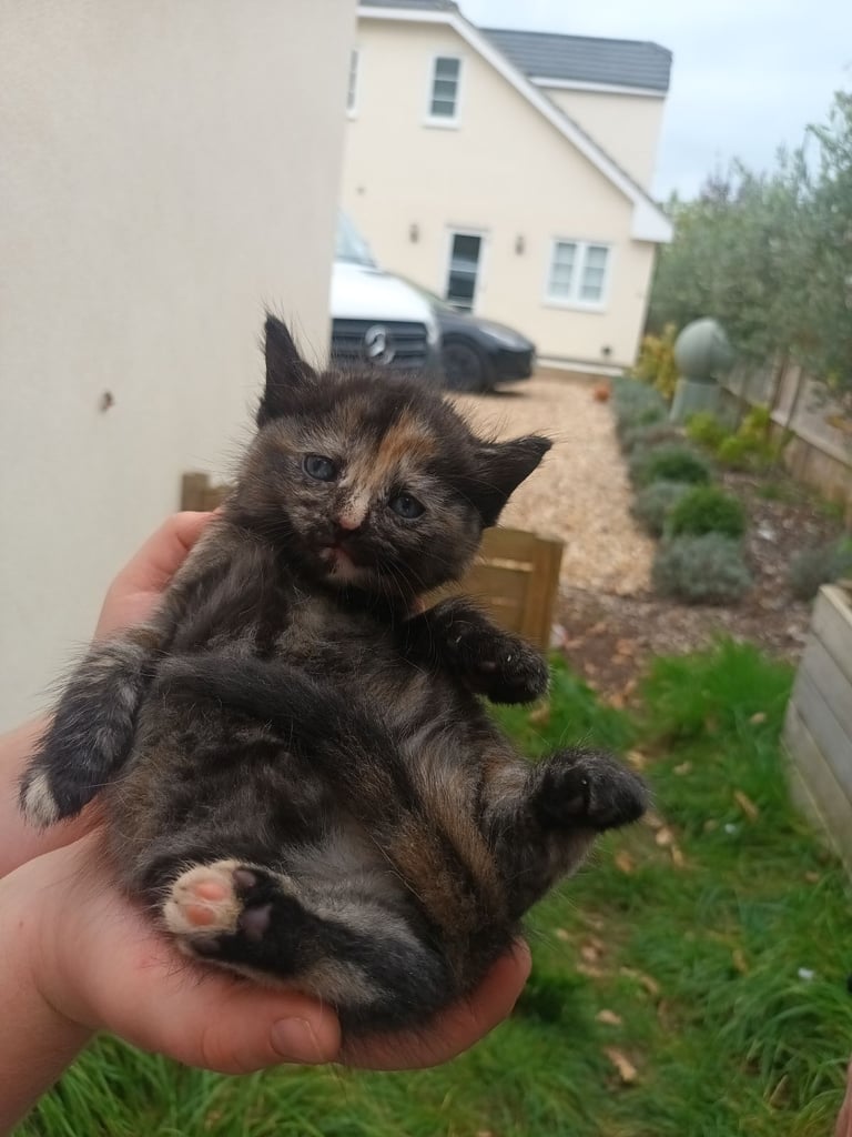 6 Kittens and Mother For Sale