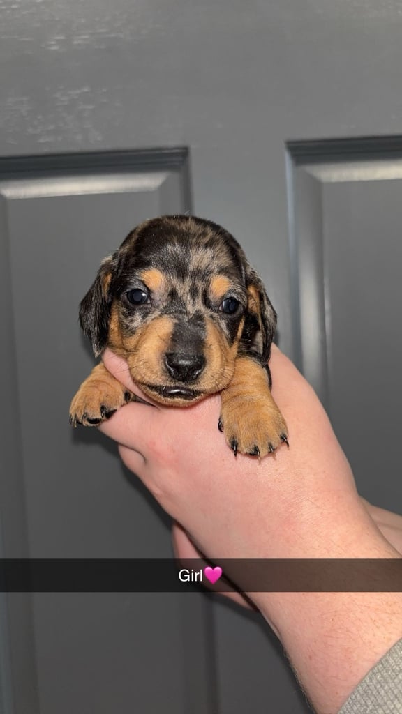 Miniature Dachshund Puppies 