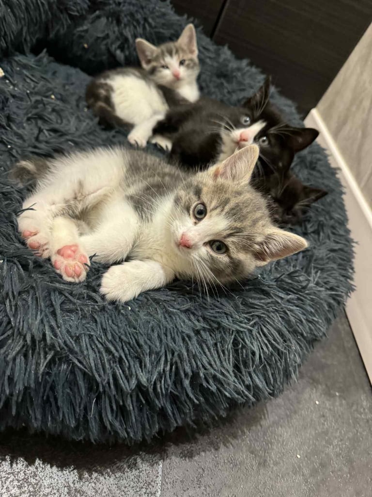 Kittens for sale 