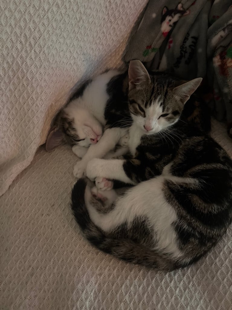 X2 kittens for rehome 