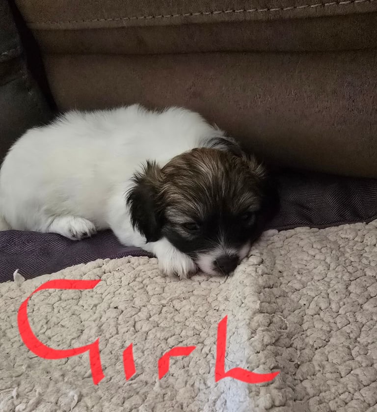 Shih Tzu x Chorkie 