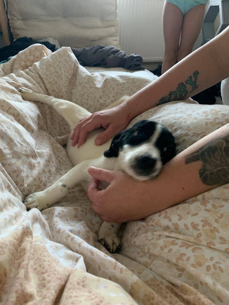 image for Jack Russell cross