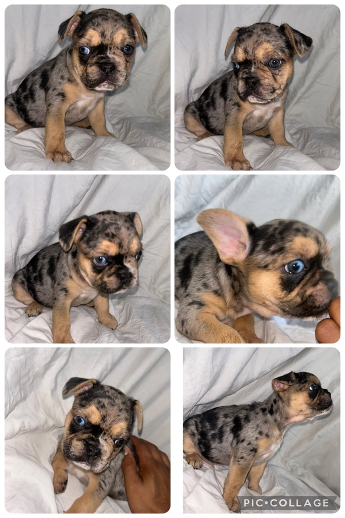 French bulldog puppies