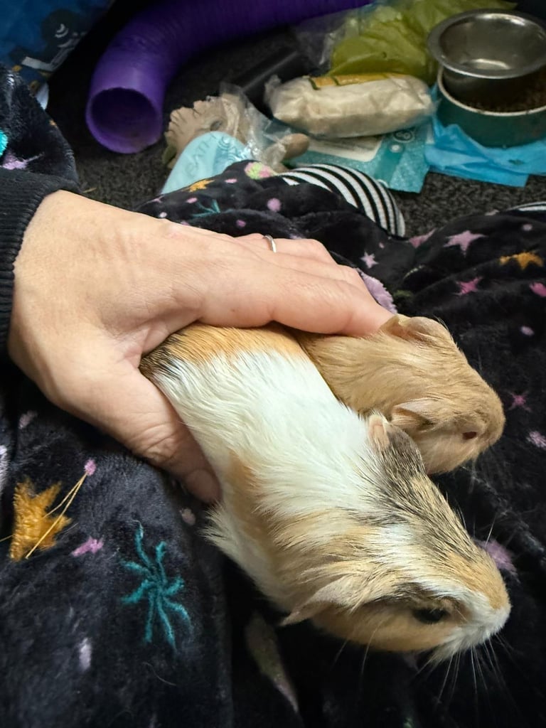 Two male bonded brother guinea pigs currently 3 weeks old ready 3rd December. 