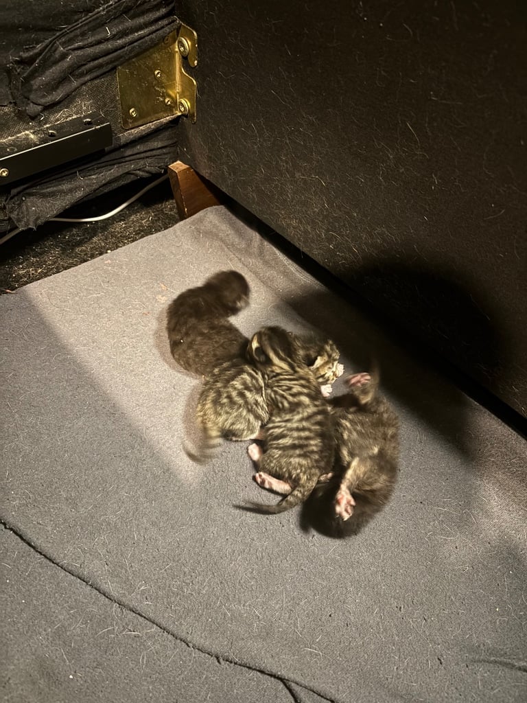 image for Kittens for Sale