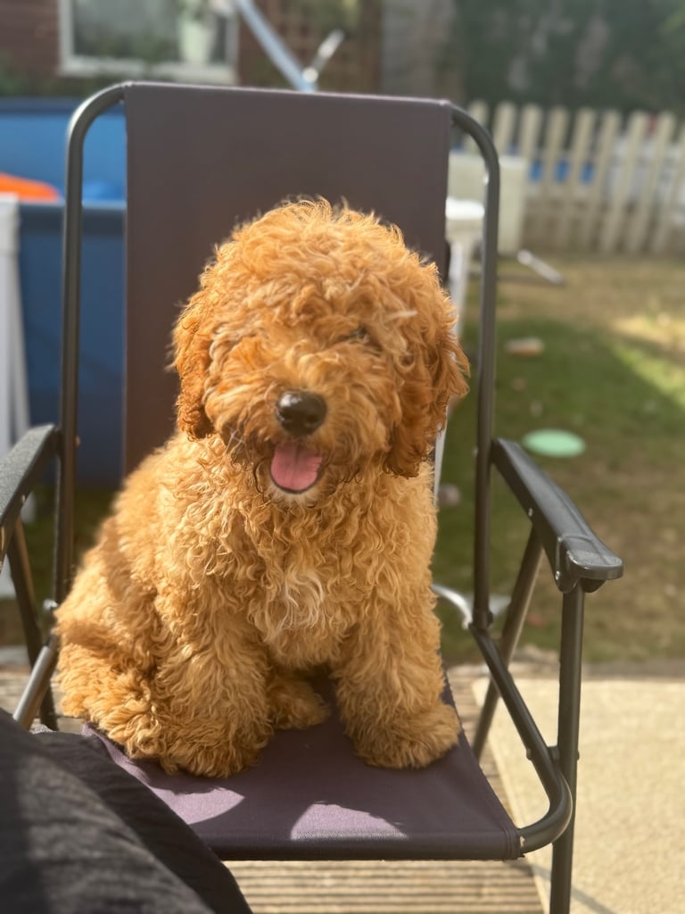 Cockapoo Male 8 Months 