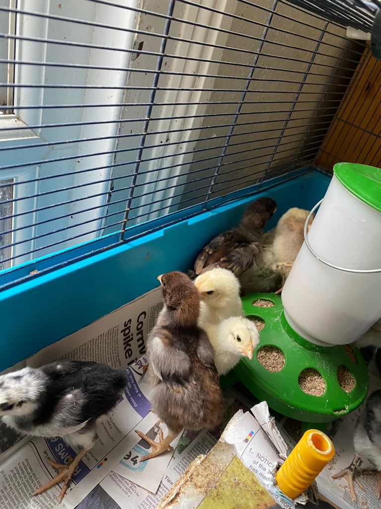 4 Aseel chicks and 2 Brahma chicks for sale