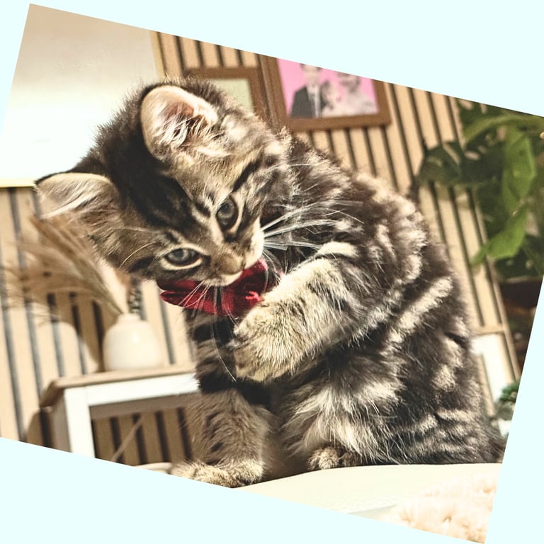 Stunning Ragamuffin X Main Coon Kittens