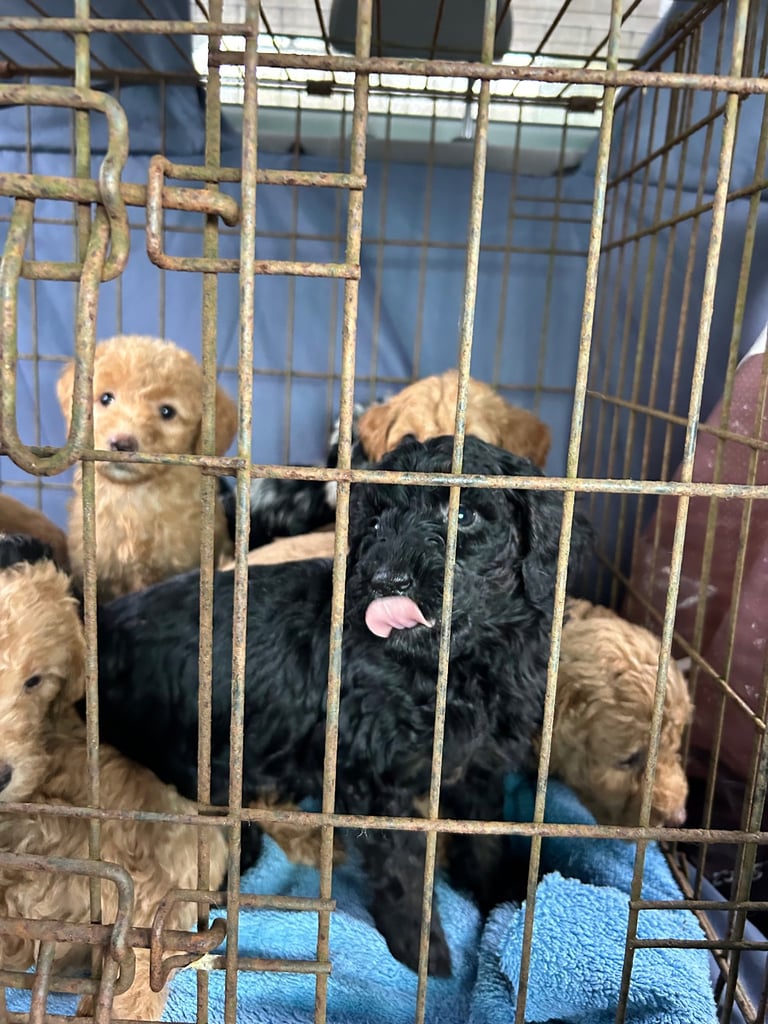 F1b miniature labradoodle 