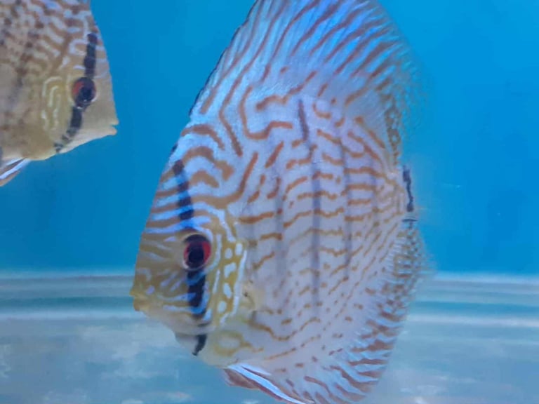Beautiful Red and Blue Discus 