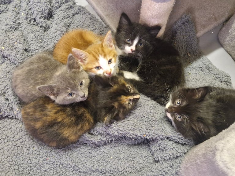 5 Gorgeous kittens for sale 