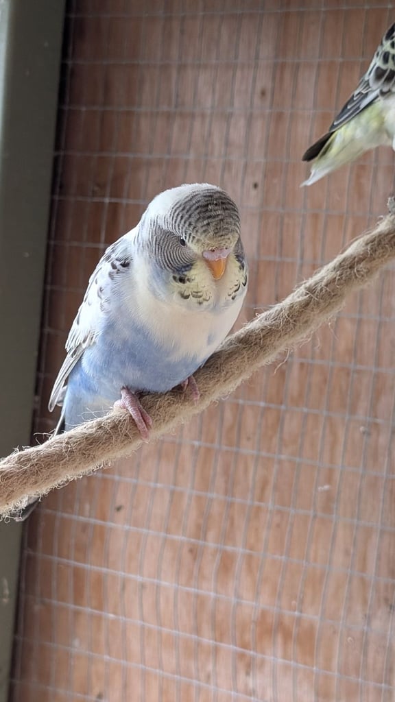 FOR SALES YOUNG BUDGIES AROUND 3 MONTHS OLD 