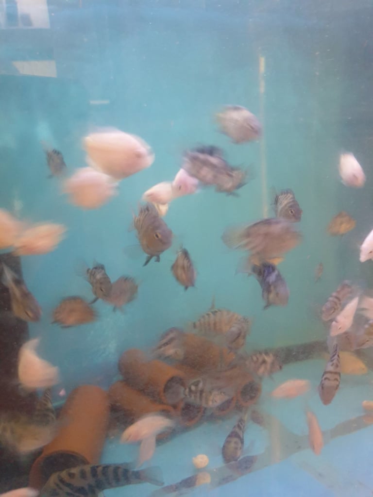 Tropical fish Angelfish,corydoras,super reds long fins plecos,shrimps, and l397 plecos 