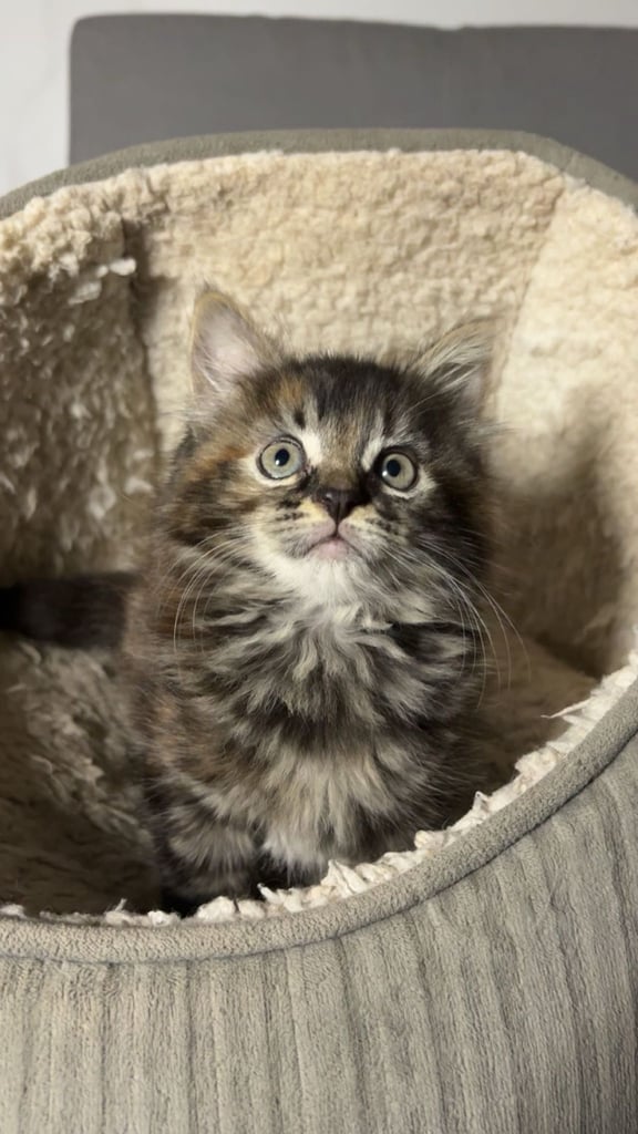🐾 Adorable 8-Week-Old Female Siberian Kitten – Ready for Her New Home 🐾