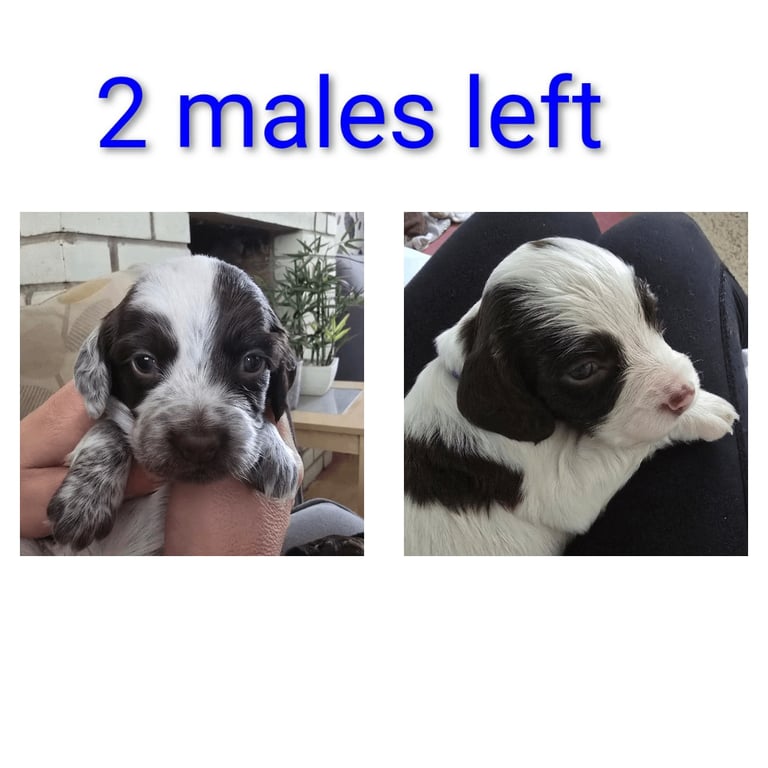 2 Gorgeous male Cocker Spaniel puppie lefts 
