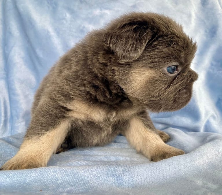 Fluffy frenchbulldog puppies Ready to leave now ❤️