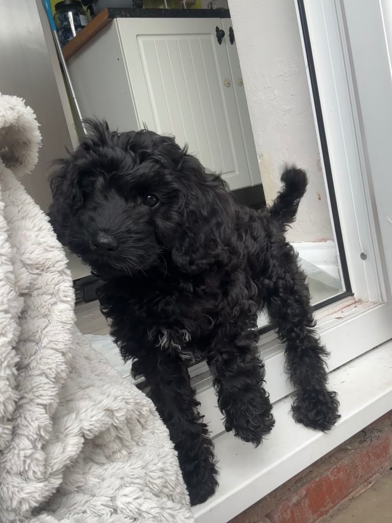 Cockapoo black female